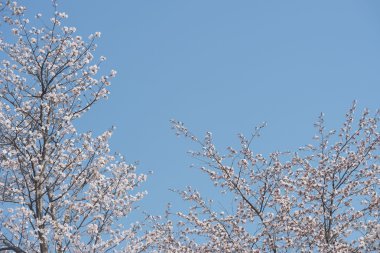 Güzel çiçek açan kiraz ağacı