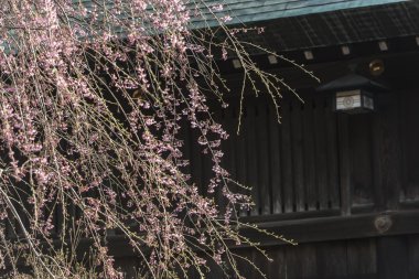 Rüzgarda sallanan kiraz ağacı