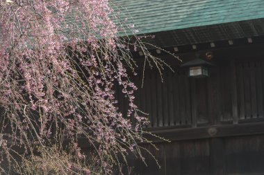 Güzel çiçek açan kiraz ağacı