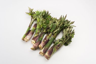 Taze yenilebilir yabani hasat Udo, bitkiler