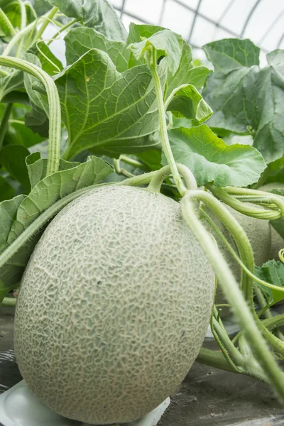 Melonen auf dem Feld angebaut — Stockfoto