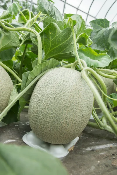 Melonen auf dem Feld angebaut — Stockfoto