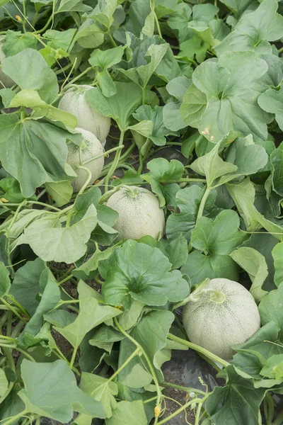Melonen auf dem Feld angebaut — Stockfoto