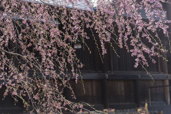 Cerejeira lindamente florescendo — Fotografia de Stock