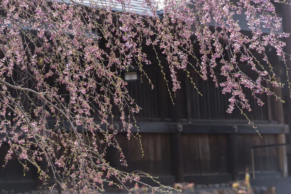 Vackert blommande körsbärsträd — Stockfoto