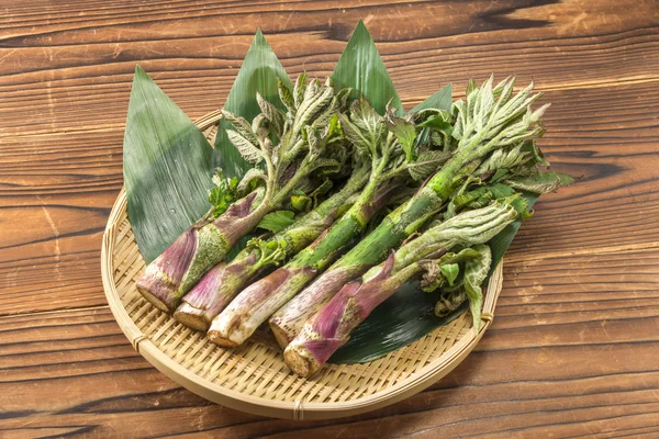 Harvest of fresh edible wild plants Udo of — Stock Photo, Image