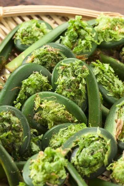 蕨类植物可食用的野生植物食物的收获 — 图库照片