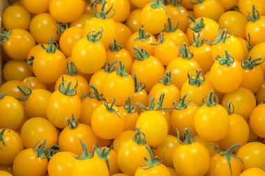 kırmızı ve taze domates