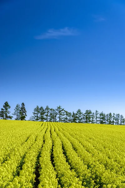 美丽的油菜田 — 图库照片