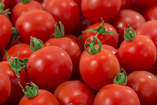 빨강과 싱싱 한 토마토 — 스톡 사진