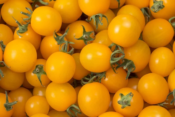 Červená a čerstvá rajčata — Stock fotografie