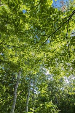 Erken yaz yaprakları ve ağaçların arasından güneş ışığı