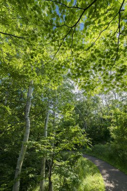 Erken yaz yaprakları ve ağaçların arasından güneş ışığı
