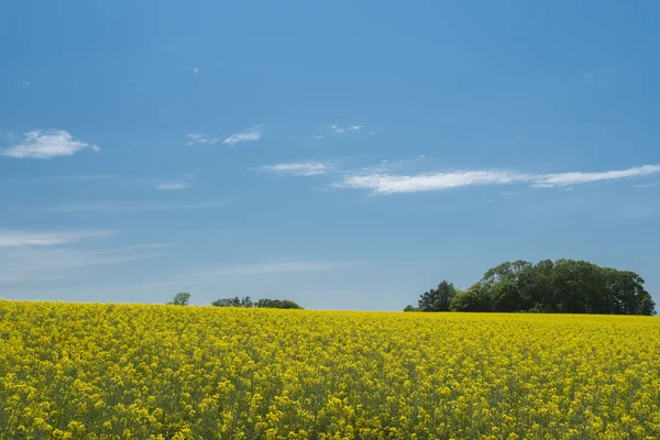 Jardim amarelo da flor do campo um lado — Fotografia de Stock