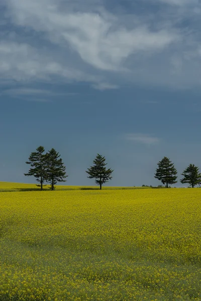 Jardín de flores amarillas del campo de un lado —  Fotos de Stock