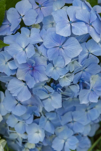 Bloom beautifully in early summer hydrangea flowers — Stock Photo, Image