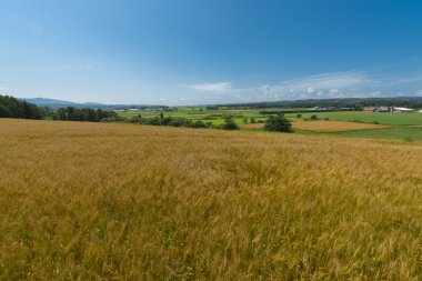 Buğday Üretimi ve Hasadı