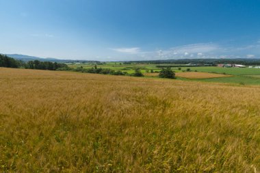 Buğday Üretimi ve Hasadı