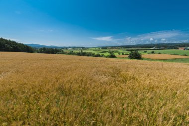 Buğday Üretimi ve Hasadı