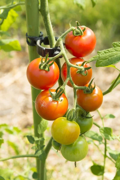 Sammeln Von Leckeren Tomaten Die Auf Dem Feld Geerntet Werden — Stockfoto
