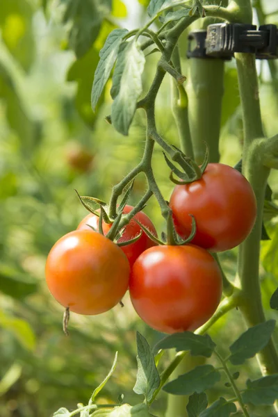 Sammeln Von Leckeren Tomaten Die Auf Dem Feld Geerntet Werden — Stockfoto