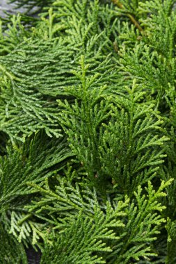 Malzemeleri koymak için kevgir ve bambu yaprağı yaprakları