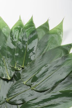 Yeşil bir yaprağın sonbaharda büyüdüğü bambu yaprağı.