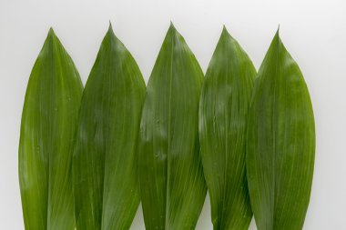 Yeşil bir yaprağın sonbaharda büyüdüğü bambu yaprağı.