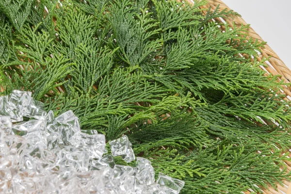 Leaves and colander of fresh cypress — Stock Photo, Image