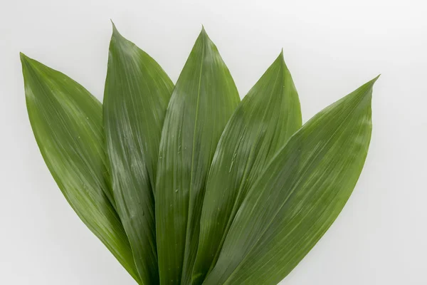 Bamboo Leaf Which Green Leaf Grows Autumn — Stock Photo, Image