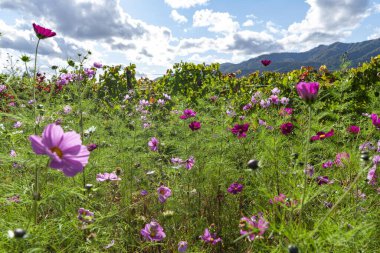 Güzel açan sonbahar kiraz çiçeği tarlası