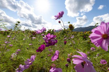 Güzel açan sonbahar kiraz çiçeği tarlası