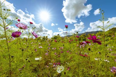 Güzel açan sonbahar kiraz çiçeği tarlası
