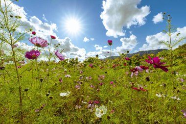 Güzel açan sonbahar kiraz çiçeği tarlası