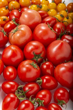 Tarlada toplanan lezzetli domateslerin toplanması