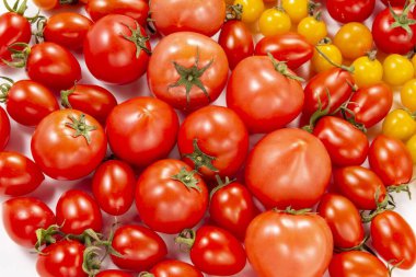 Tarlada toplanan lezzetli domateslerin toplanması