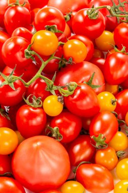 Tarlada toplanan lezzetli domateslerin toplanması