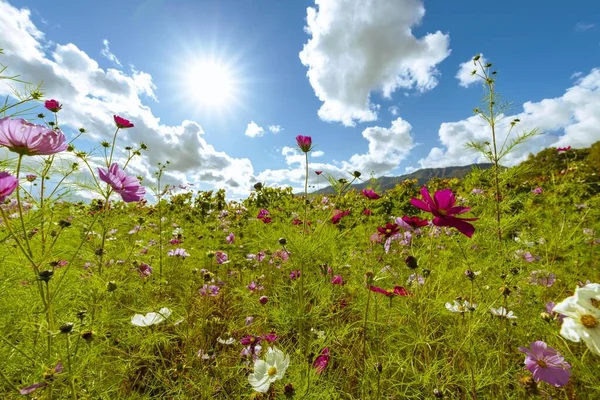 Güzel Açan Sonbahar Kiraz Çiçeği Tarlası — Stok fotoğraf