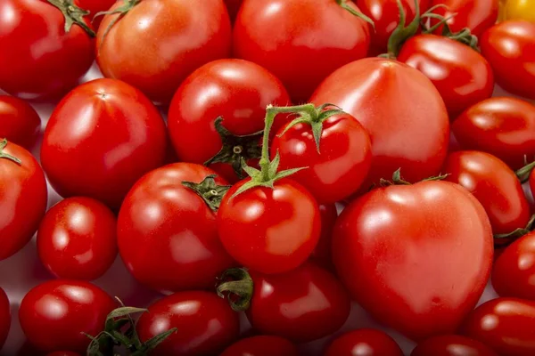 Recolha Deliciosos Tomates Colhidos Campo — Fotografia de Stock