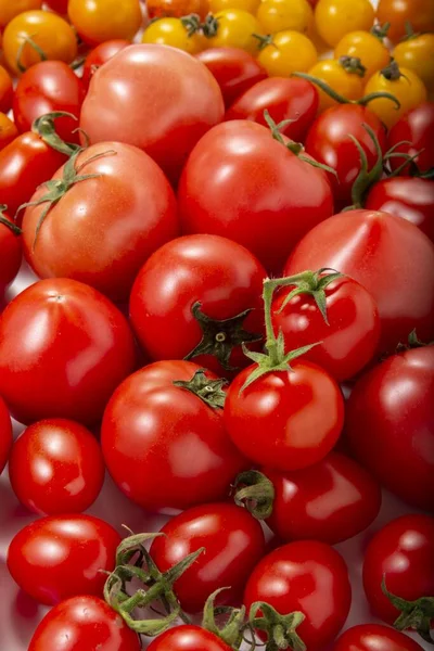 Recolha Deliciosos Tomates Colhidos Campo — Fotografia de Stock