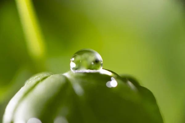 Hermosas Hojas Nuevas Gotas Agua —  Fotos de Stock