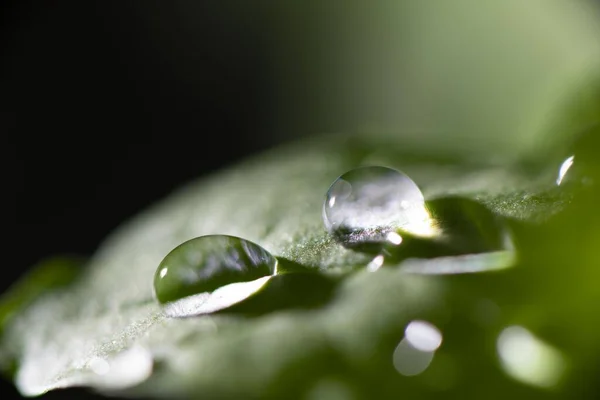 Lindas Folhas Novas Gotas Água — Fotografia de Stock