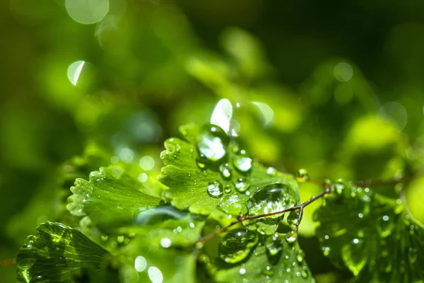 Beautiful New Leaves Water Drops — Fotografia de Stock