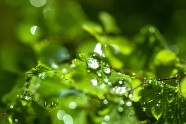 Lindas Folhas Novas Gotas Água — Fotografia de Stock