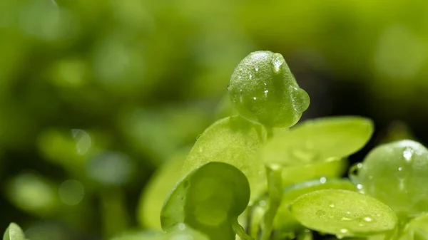 Beautiful New Leaves Water Drops — Stock Photo, Image