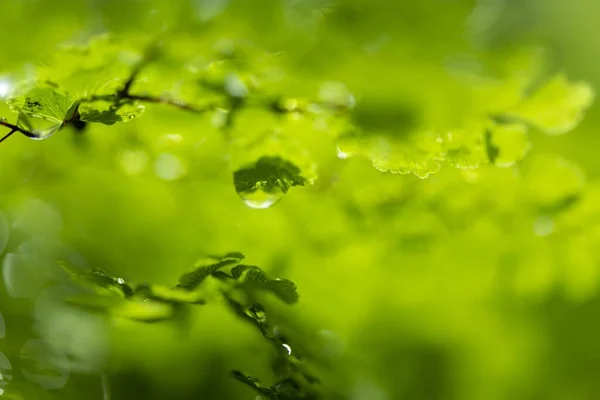 Lindas Folhas Novas Gotas Água — Fotografia de Stock