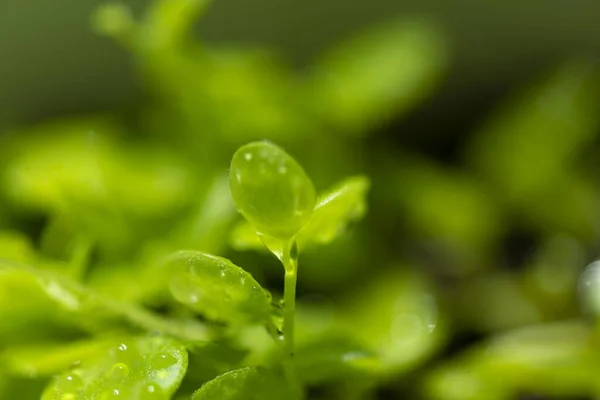 Lindas Folhas Novas Gotas Água — Fotografia de Stock