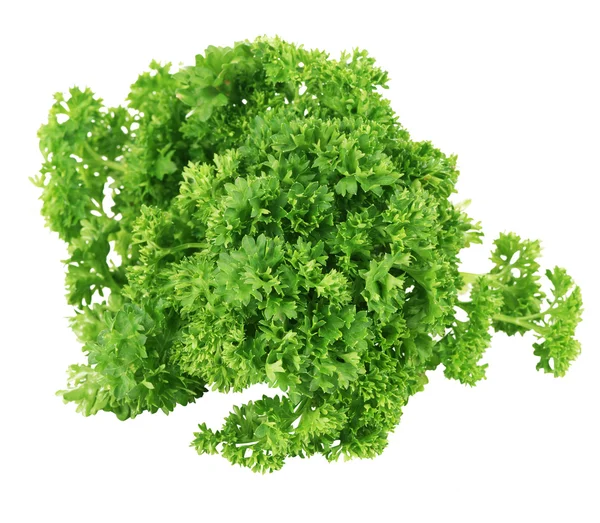 Bunch of green coriander on a white background — Stock Photo, Image