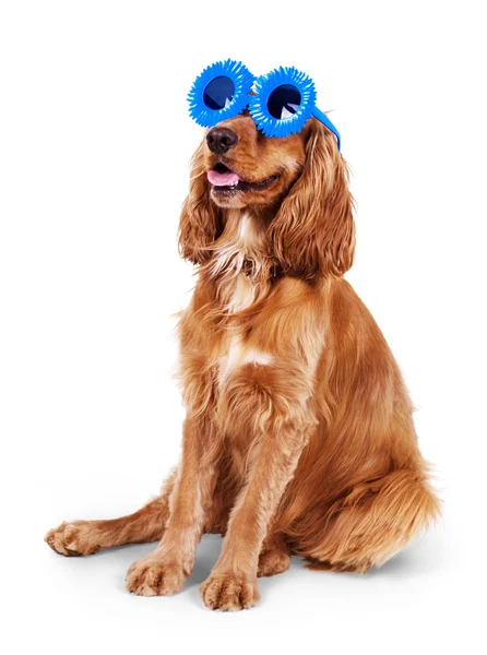 Beautiful cocker spaniel in sunglasses siting isolated on white background — Stock Photo, Image