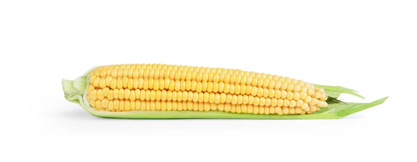 One on ear of corn isolated on a white background — Stock Photo, Image